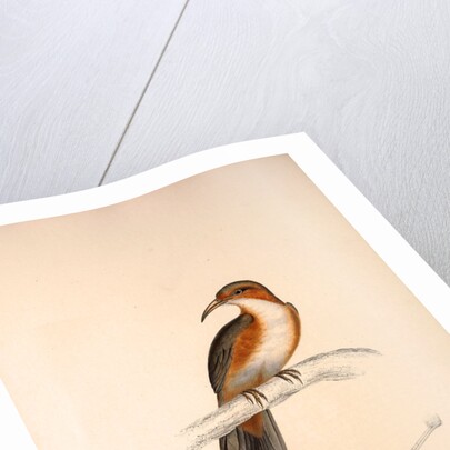 Pomatorhinus Erythrogenys, Rusty-cheeked Scimitar Babbler by Elizabeth Gould and John Gould