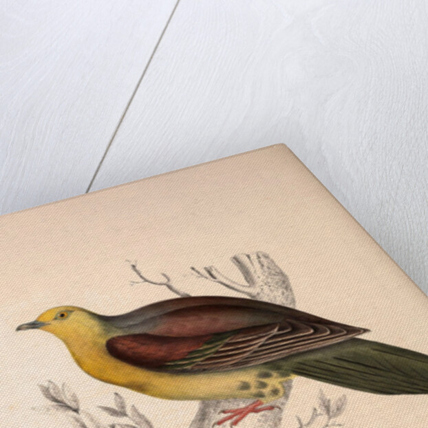 Vinago Sphenura, Wedge-tailed Green-Pigeon by Elizabeth Gould and John Gould