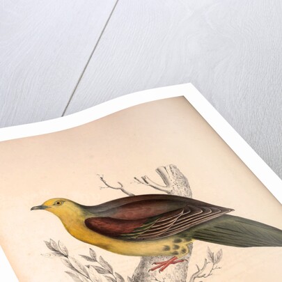 Vinago Sphenura, Wedge-tailed Green-Pigeon by Elizabeth Gould and John Gould