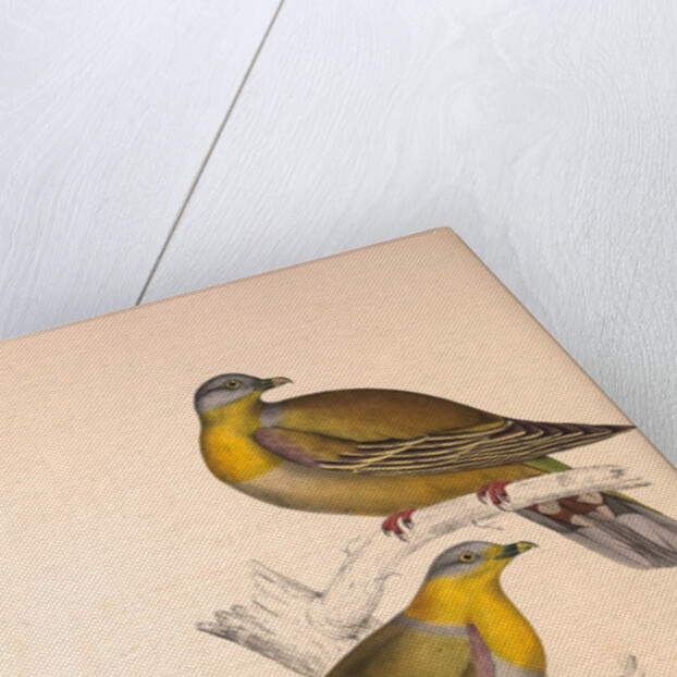 Vinago Militaris by Elizabeth Gould and John Gould