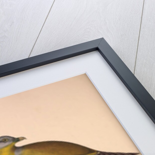 Vinago Militaris by Elizabeth Gould and John Gould