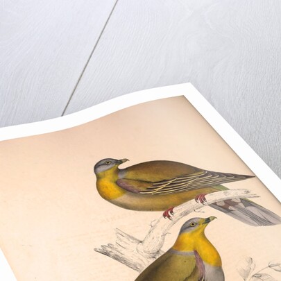 Vinago Militaris by Elizabeth Gould and John Gould