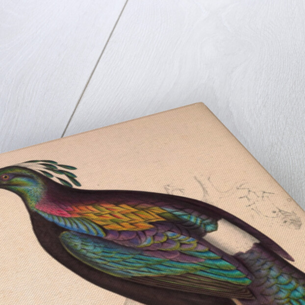 Lophophorus Impeyanus (male), Himalayan Monal Pheasant by Elizabeth Gould and John Gould