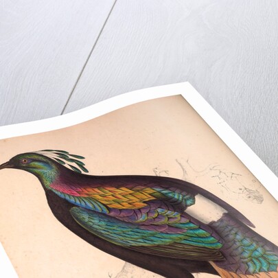 Lophophorus Impeyanus (male), Himalayan Monal Pheasant by Elizabeth Gould and John Gould