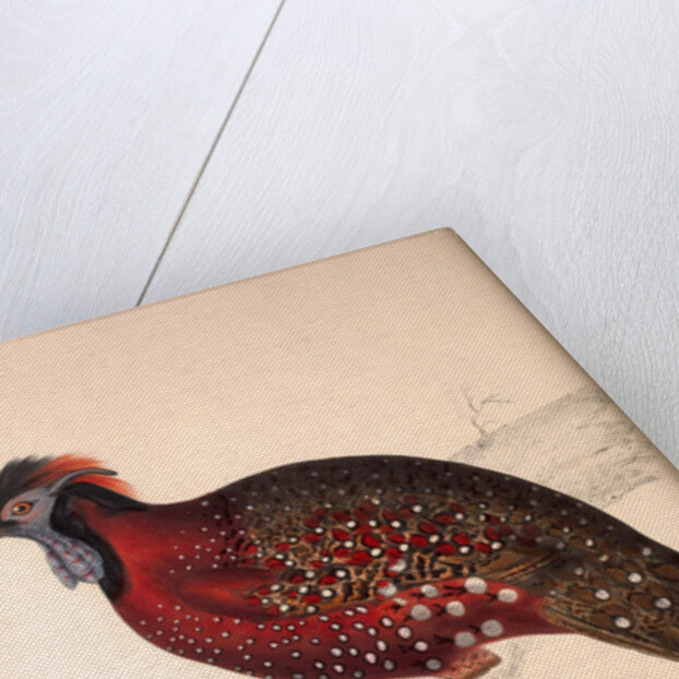 Tragopan Satyrus, Crimson Horned Pheasant by Elizabeth Gould and John Gould