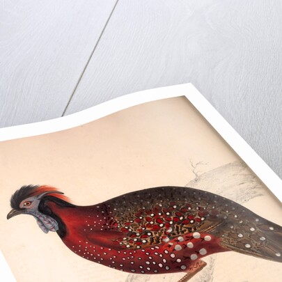 Tragopan Satyrus, Crimson Horned Pheasant by Elizabeth Gould and John Gould