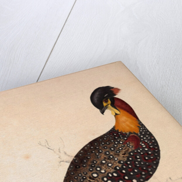 Tragopan Hastingsii (male) by Elizabeth Gould and John Gould