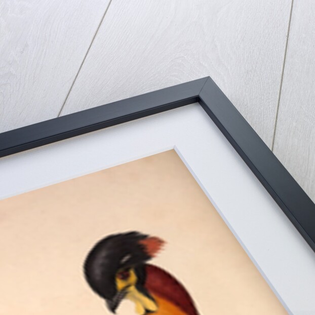 Tragopan Hastingsii (male) by Elizabeth Gould and John Gould