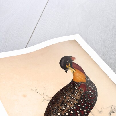 Tragopan Hastingsii (male) by Elizabeth Gould and John Gould