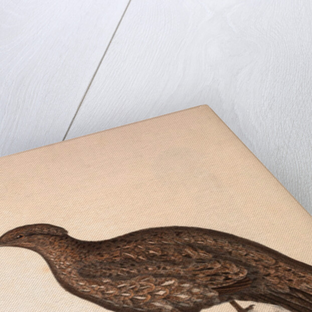 Tragopan Hastingsii (female) by Elizabeth Gould and John Gould