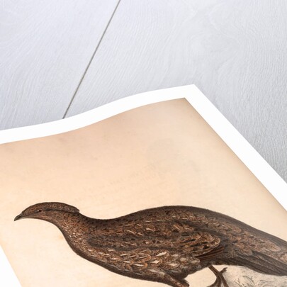 Tragopan Hastingsii (female) by Elizabeth Gould and John Gould