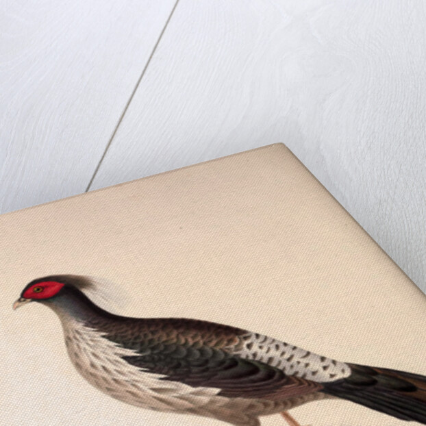 Phasianus Albo-Cristatus, Pheasant by Elizabeth Gould and John Gould