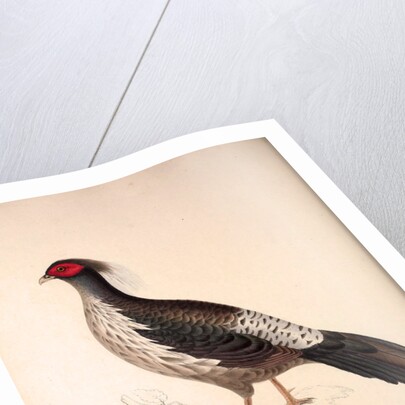 Phasianus Albo-Cristatus, Pheasant by Elizabeth Gould and John Gould