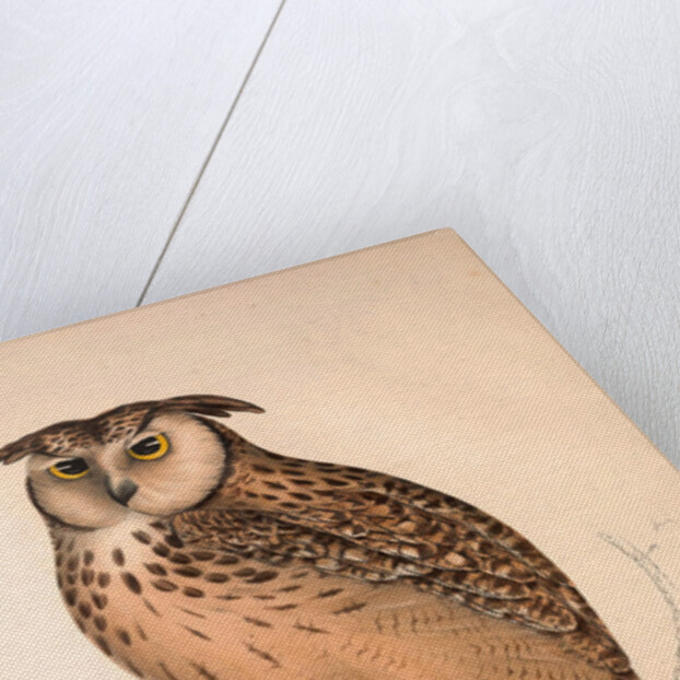 Otus Bengalensis, Owls by Elizabeth Gould and John Gould