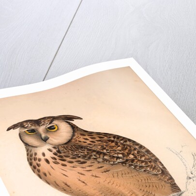 Otus Bengalensis, Owls by Elizabeth Gould and John Gould