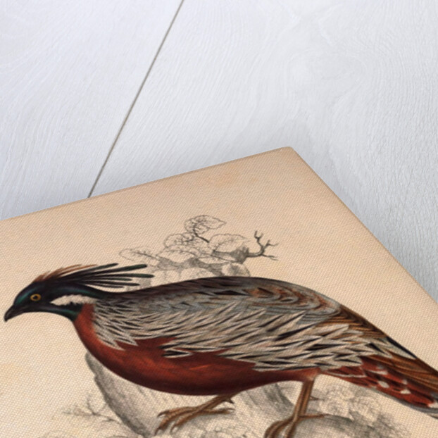 Phasianus Pucrasia (male), Perdix chukar by Elizabeth Gould and John Gould