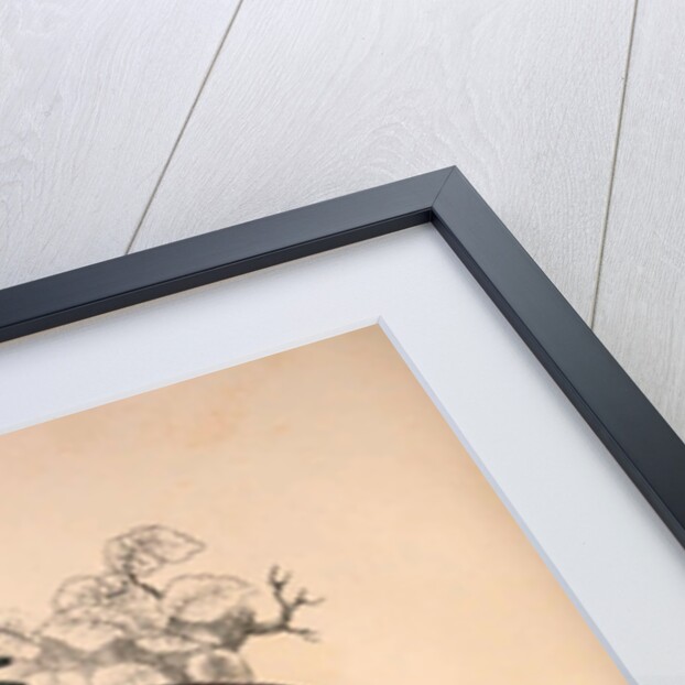 Phasianus Pucrasia (male), Perdix chukar by Elizabeth Gould and John Gould