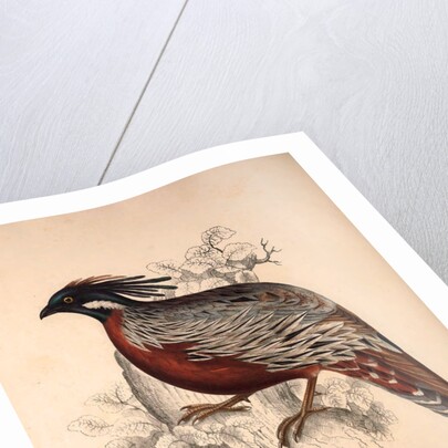Phasianus Pucrasia (male), Perdix chukar by Elizabeth Gould and John Gould
