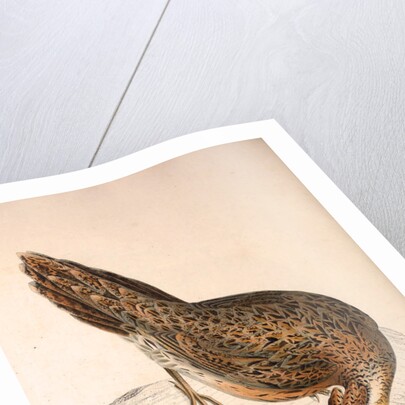 Phasianus Pucrasia (female), Perdix chukar by Elizabeth Gould and John Gould