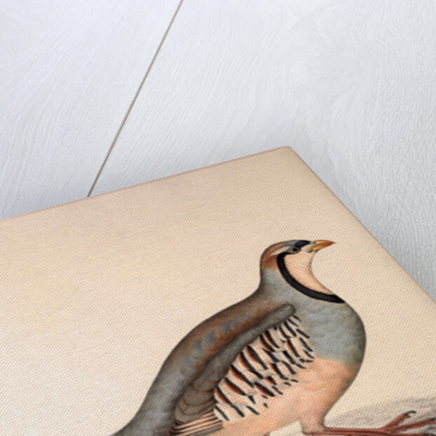 Perdix Chukar, Chukar Partridge. Eurasian upland gamebird in the pheasant family Phasianidae. by Elizabeth Gould and John Gould
