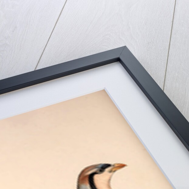 Perdix Chukar, Chukar Partridge. Eurasian upland gamebird in the pheasant family Phasianidae. by Elizabeth Gould and John Gould