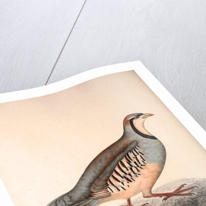 Perdix Chukar, Chukar Partridge. Eurasian upland gamebird in the pheasant family Phasianidae. by Elizabeth Gould and John Gould