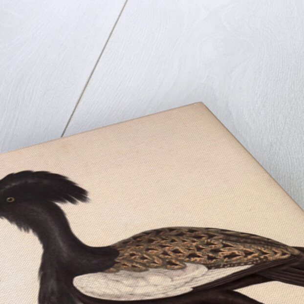 Otis Himalayanus or Delicious Bustard, Otis deliciosa by Elizabeth Gould and John Gould