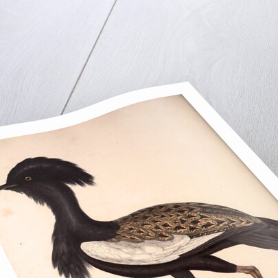 Otis Himalayanus or Delicious Bustard, Otis deliciosa by Elizabeth Gould and John Gould