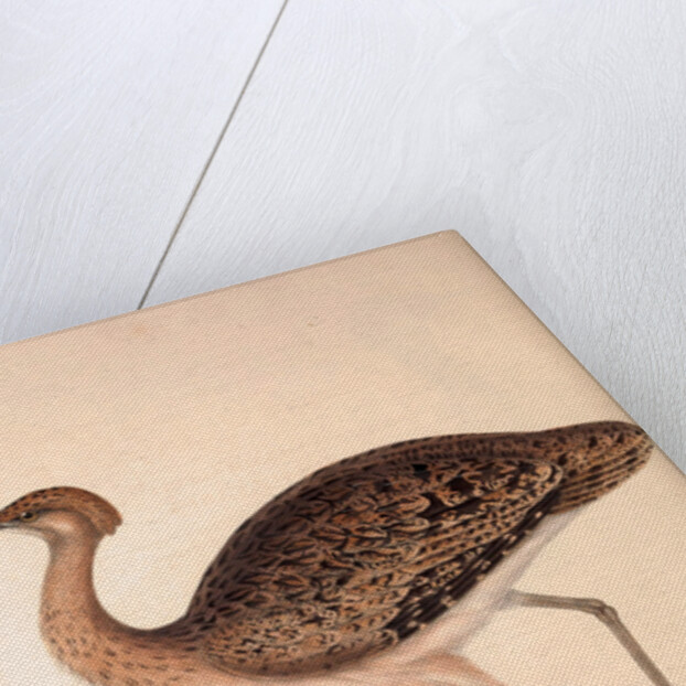 Otis Himalayanus (female) or Delicious Bustard, Otis deliciosa by Elizabeth Gould and John Gould