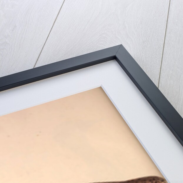 Otis Himalayanus (female) or Delicious Bustard, Otis deliciosa by Elizabeth Gould and John Gould