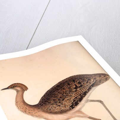 Otis Himalayanus (female) or Delicious Bustard, Otis deliciosa by Elizabeth Gould and John Gould