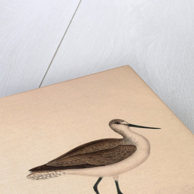 Totanus Glottoides, Common Greenshank by Elizabeth Gould and John Gould