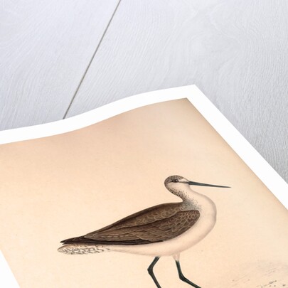 Totanus Glottoides, Common Greenshank by Elizabeth Gould and John Gould