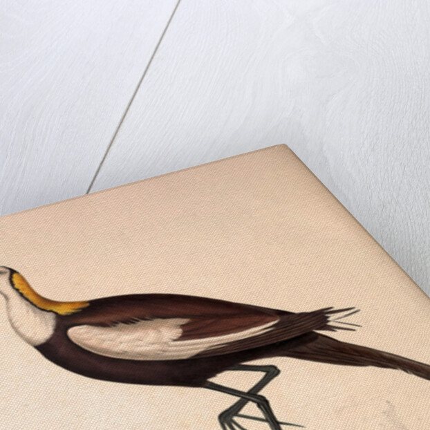 Parra Sinensis, Pheasant-Tailed Jacana.A jacana in the monotypic genus Hydrophasianus by Elizabeth Gould and John Gould