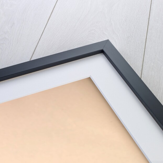 Parra Sinensis, Pheasant-Tailed Jacana.A jacana in the monotypic genus Hydrophasianus by Elizabeth Gould and John Gould