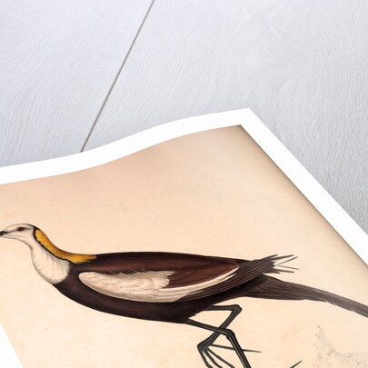 Parra Sinensis, Pheasant-Tailed Jacana.A jacana in the monotypic genus Hydrophasianus by Elizabeth Gould and John Gould