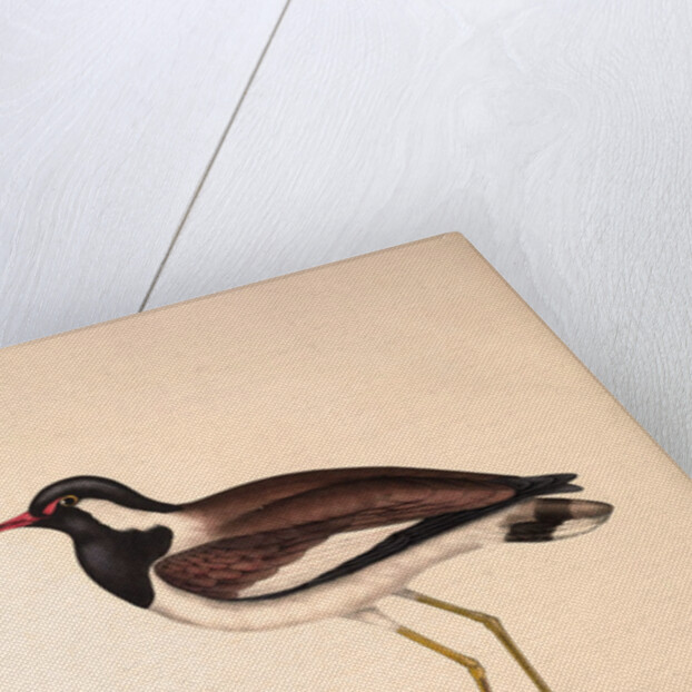 Vanellus Goensis, Plover or Northern Lapwing by Elizabeth Gould and John Gould