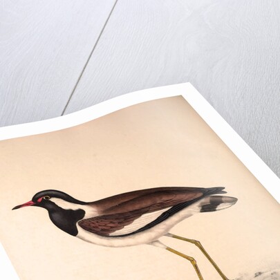 Vanellus Goensis, Plover or Northern Lapwing by Elizabeth Gould and John Gould