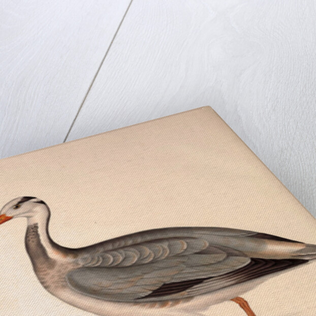 Anser Indica, Bar-headed Goose by Elizabeth Gould and John Gould