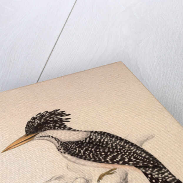 Alcedo Guttatus by Elizabeth Gould and John Gould