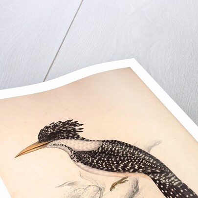 Alcedo Guttatus by Elizabeth Gould and John Gould