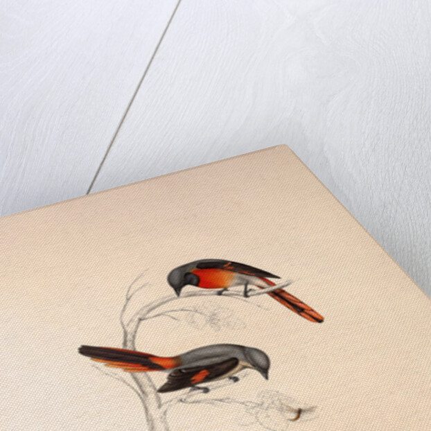 Muscepeta Peregrina by Elizabeth Gould and John Gould