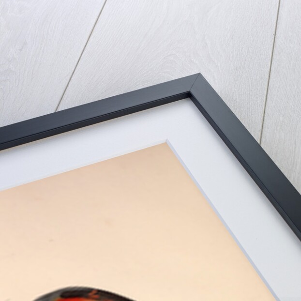 Muscepeta Peregrina by Elizabeth Gould and John Gould