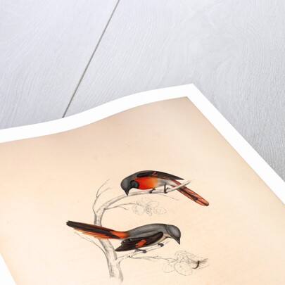 Muscepeta Peregrina by Elizabeth Gould and John Gould