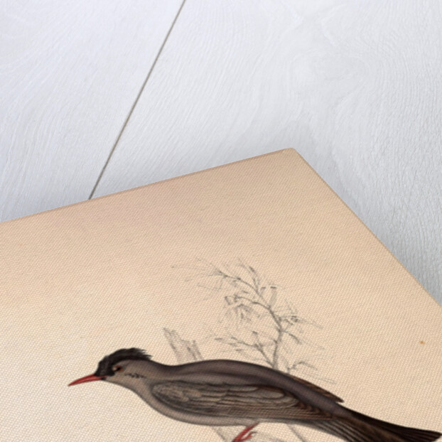 Hypsipetes Psaroides, Black Bulbul by Elizabeth Gould and John Gould