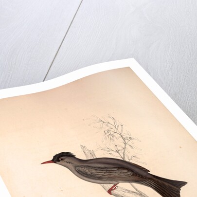 Hypsipetes Psaroides, Black Bulbul by Elizabeth Gould and John Gould