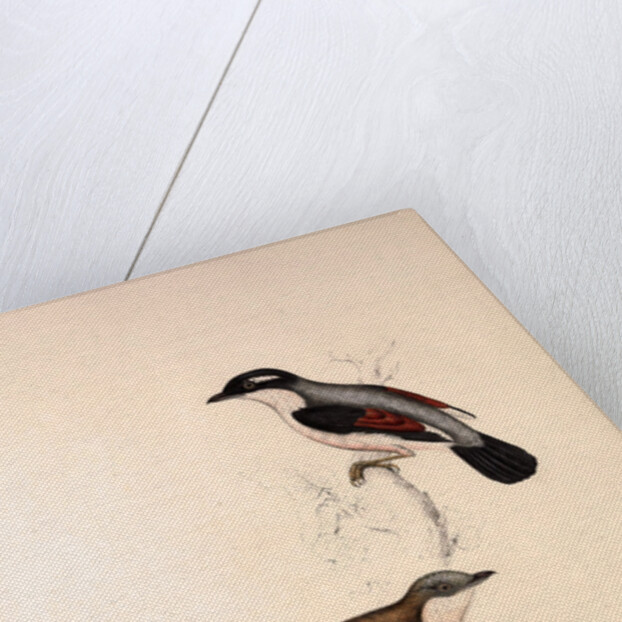 Lanius Erythropterus, Himalayan Shrike-babbler by Elizabeth Gould and John Gould