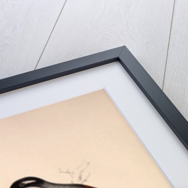 Lanius Erythropterus, Himalayan Shrike-babbler by Elizabeth Gould and John Gould