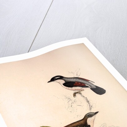 Lanius Erythropterus, Himalayan Shrike-babbler by Elizabeth Gould and John Gould