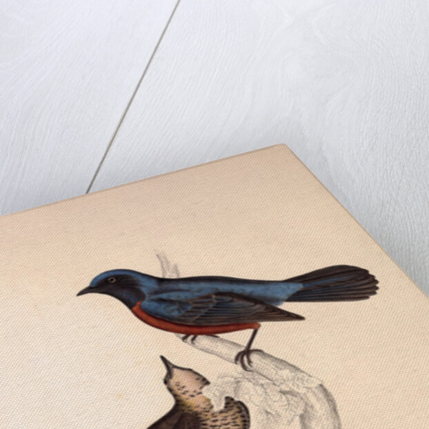 Turdus Erythrogaster by Elizabeth Gould and John Gould